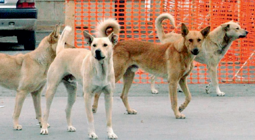 Randagismo. Le preoccupazioni delle associazioni animaliste tarantine