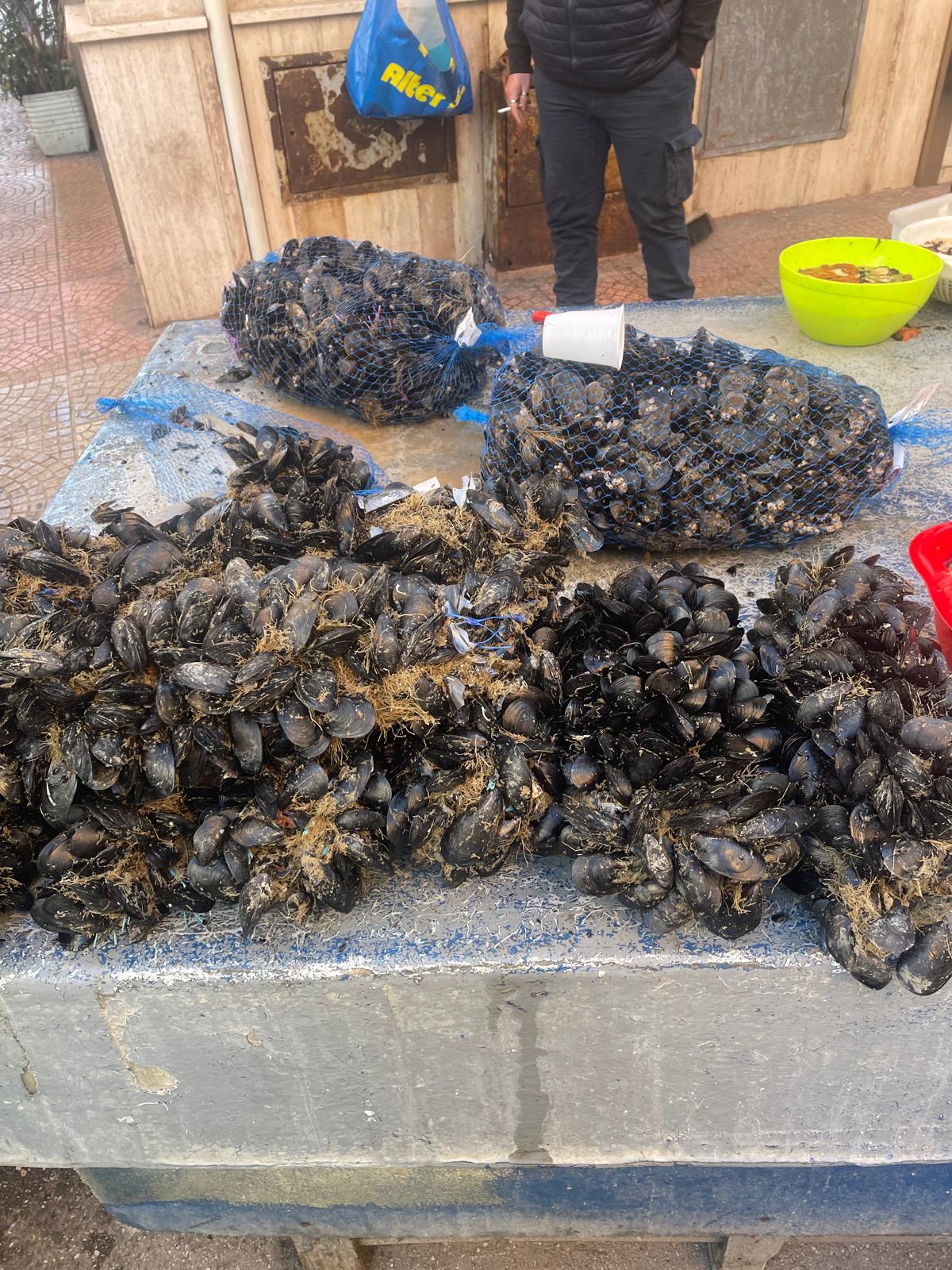 Sequestrati 300 ricci di mare e 50 Kg di cozze in cattivo stato di conservazione Sequestrati 300 ricci di mare e 50 Kg di cozze in cattivo stato di conservazione