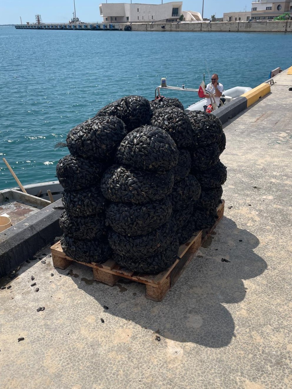 Sequestrati 680kg di cozze allevate illegalmente nel primo seno del Mar Piccolo Sequestrati 680kg di cozze allevate illegalmente nel primo seno del Mar Piccolo