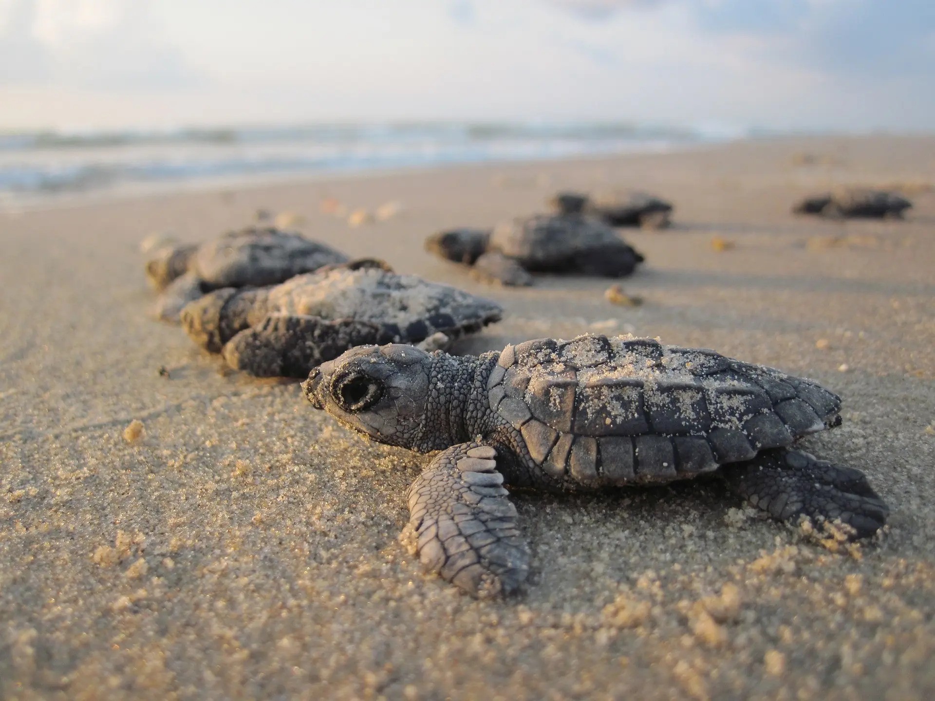 castellaneta marina doppio nido di caretta caretta e il tarta beach tour per proteggerle