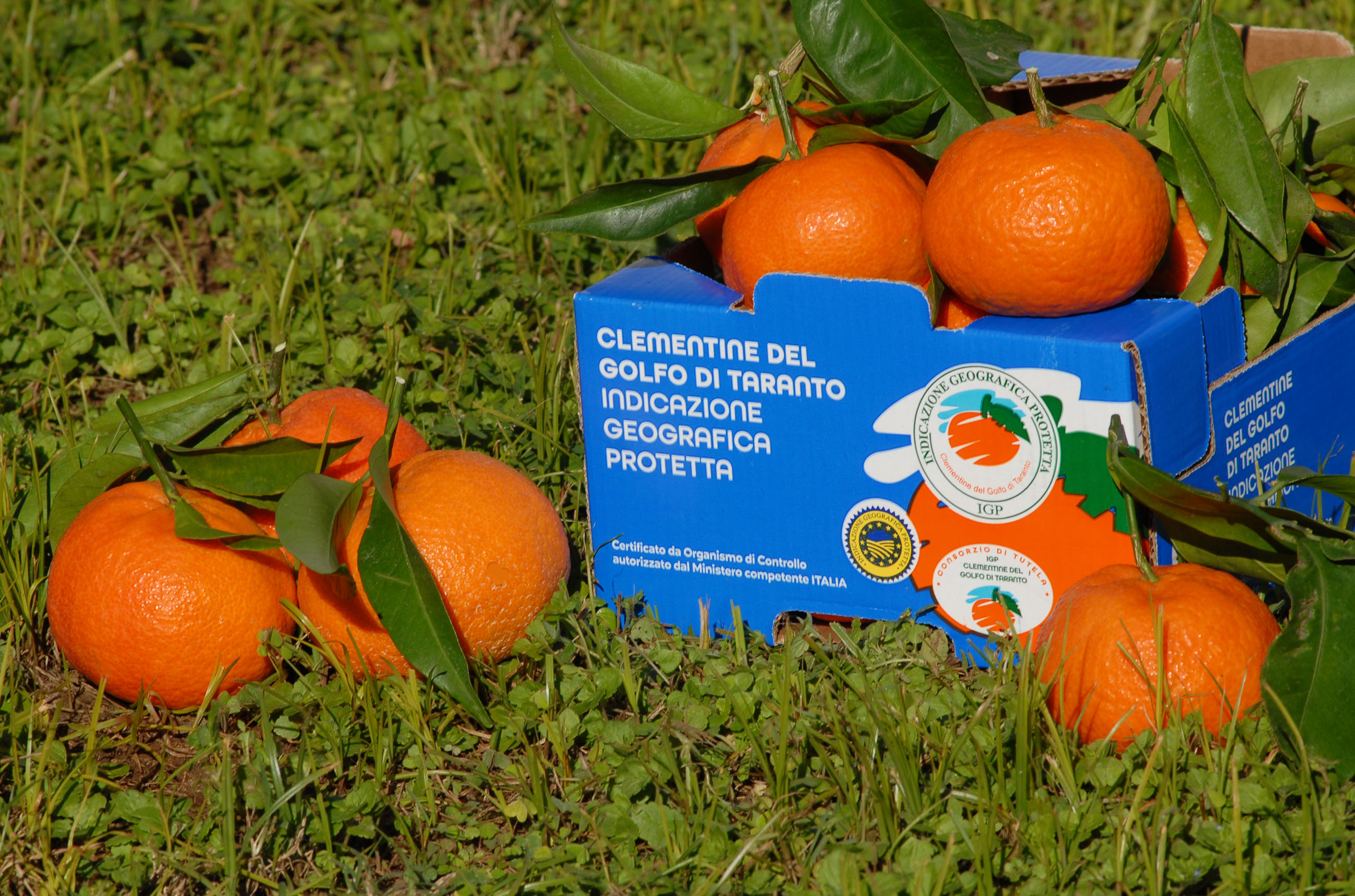 le clementine del golfo di taranto igp nel viaggio nelle eccellenze 8211 un assaggio d8217italia da Tarantinitime.it le clementine del golfo di taranto igp nel viaggio nelle eccellenze 8211 un assaggio d8217italia